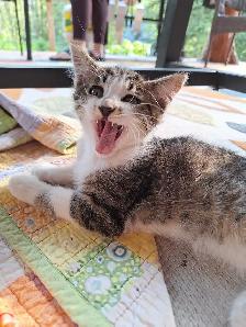 Female Kittens - Photo 6