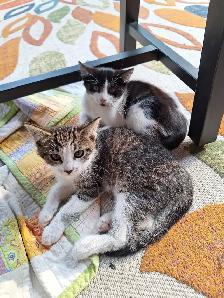 Female Kittens - Photo 7