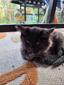 Female Kittens - Photo 8