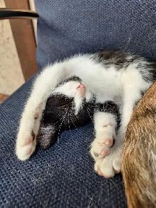 Female Kittens - Photo 9