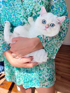 Golden Colorpoint  British shorthair kitten - Photo 4