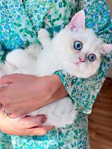 Golden Colorpoint  British shorthair kitten - Photo 5
