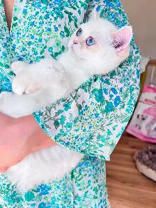 Golden Colorpoint  British shorthair kitten - Photo 6