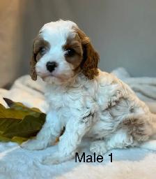 BEAUTIFUL CAVAPOOS - Photo 6