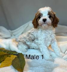 BEAUTIFUL CAVAPOOS - Photo 7