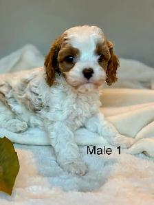 BEAUTIFUL CAVAPOOS - Photo 8