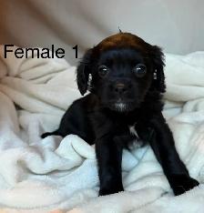 BEAUTIFUL CAVAPOOS - Photo 9