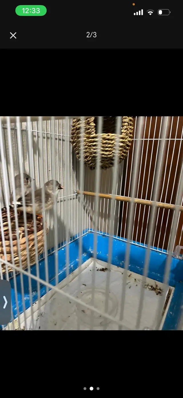 Zebra Finch