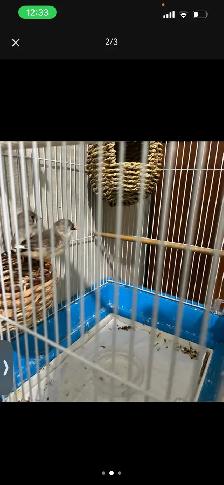 Zebra Finch