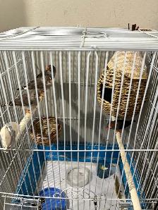 Zebra Finch - Photo 2