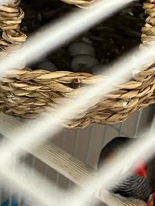 Zebra Finch - Photo 3
