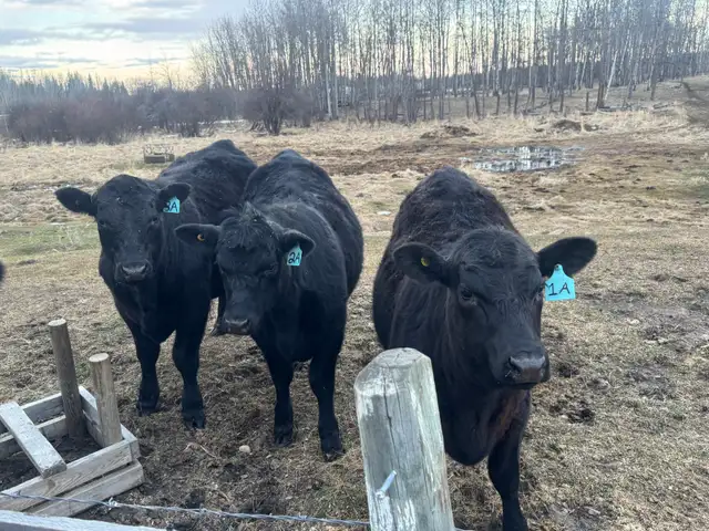 ISO Bull Rental