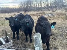 ISO Bull Rental