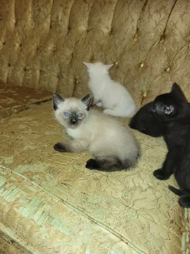 ragdoll Bengal mix kittens