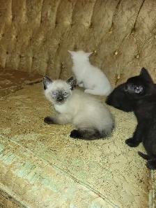 ragdoll Bengal mix kittens