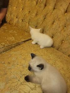 ragdoll Bengal mix kittens - Photo 2