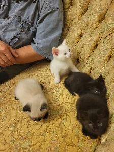 ragdoll Bengal mix kittens - Photo 3