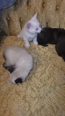 ragdoll Bengal mix kittens - Photo 4