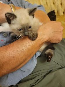 ragdoll Bengal mix kittens - Photo 5