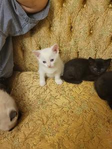 ragdoll Bengal mix kittens - Photo 6