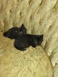 ragdoll Bengal mix kittens - Photo 7