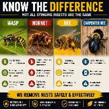 Professional Wasp, Hornet, and Bee Extermination Services