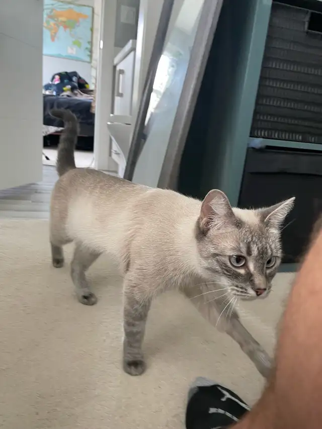 Lost Cat