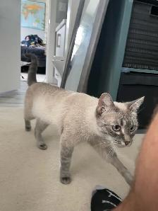 Lost Cat