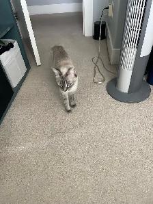 Lost Cat - Photo 2