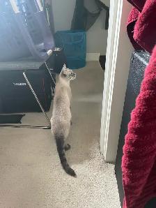 Lost Cat - Photo 3