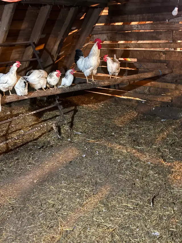Layer hens for sale