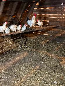 Layer hens for sale