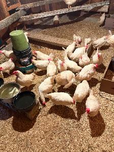Layer hens for sale - Photo 2