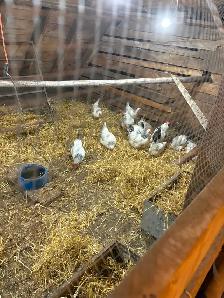 Layer hens for sale - Photo 3