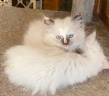 Fluffy Himalayan kittens - Photo 2