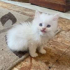 Fluffy Himalayan kittens - Photo 3