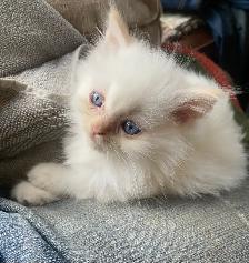 Fluffy Himalayan kittens - Photo 4