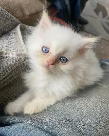 Fluffy Himalayan kittens - Photo 5