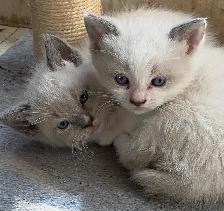 Fluffy Himalayan kittens - Photo 6