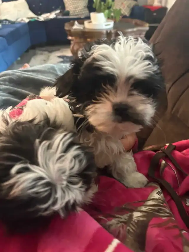 Shih-Tzu Cross Puppy
