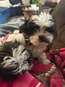 Shih-Tzu Cross Puppy