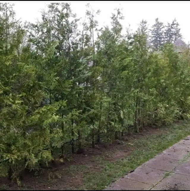 CHEAP EASTERN WHITE CEDARS FOR HEDGES