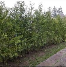 CHEAP EASTERN WHITE CEDARS FOR HEDGES