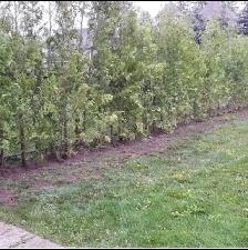 CHEAP EASTERN WHITE CEDARS FOR HEDGES - Photo 2