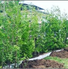 CHEAP EASTERN WHITE CEDARS FOR HEDGES - Photo 3