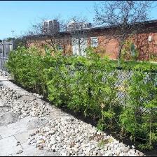 CHEAP EASTERN WHITE CEDARS FOR HEDGES - Photo 7