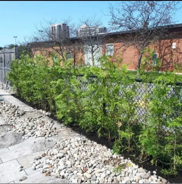 CHEAP EASTERN WHITE CEDARS FOR HEDGES