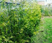 CHEAP EASTERN WHITE CEDARS FOR HEDGES - Photo 3