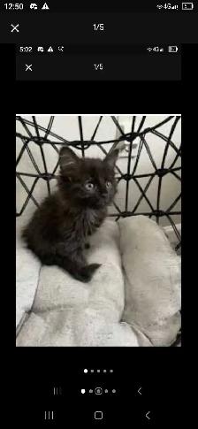 i have two beautiful baby kittens