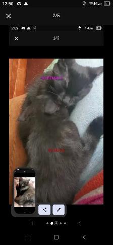 i have two beautiful baby kittens - Photo 2